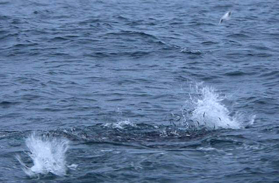 Pic: Mick Fletoridis